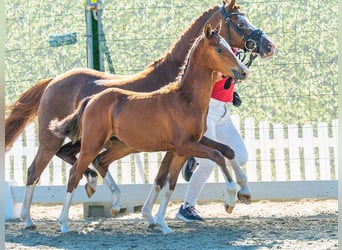 Pony tedesco, Stallone, Puledri (04/2026), Baio