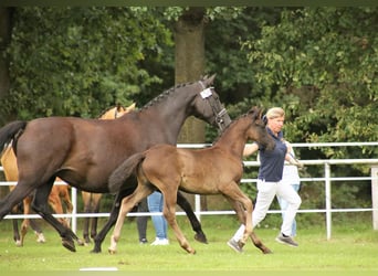 Pony tedesco, Stallone, Puledri
 (05/2023), Baio nero