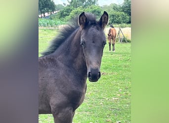 Pony tedesco, Stallone, Puledri
 (05/2023), Baio nero