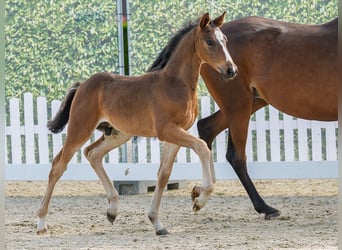 Pony tedesco, Stallone, Puledri (05/2026), Baio scuro