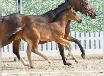 Pony tedesco, Stallone, Puledri (05/2026), Baio scuro