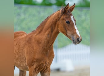 Pony tedesco, Stallone, Puledri (03/2026), Baio scuro