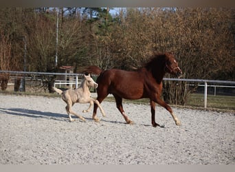 Pony tedesco, Stallone, Puledri (03/2026)