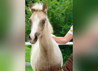 Pony tedesco, Stallone, Puledri (03/2026)