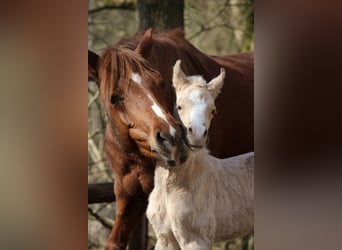Pony tedesco, Stallone, Puledri (03/2026)