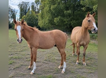 Pony tedesco, Stallone, Puledri (01/2026)