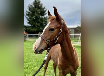 Pony tedesco, Stallone, Puledri
 (05/2023)
