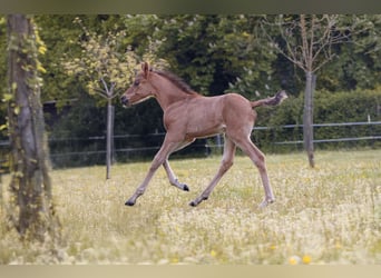 Pony tedesco, Stallone, Puledri (05/2026)