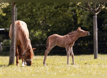 Pony tedesco, Stallone, Puledri (05/2026)