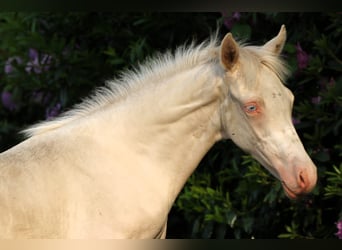 Pony tedesco, Stallone, Puledri (03/2026), Cremello