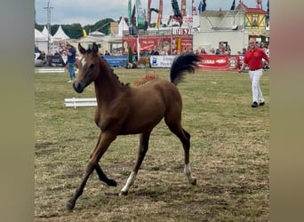 Pony tedesco, Stallone, Puledri (03/2026), Falbo