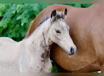 Pony tedesco, Stallone, Puledri (04/2026), Falbo