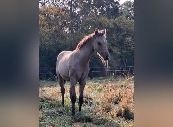 Pony tedesco, Stallone, Puledri (05/2026), Falbo
