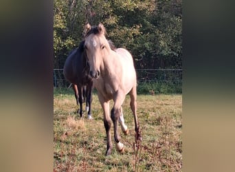Pony tedesco, Stallone, Puledri (05/2026), Falbo