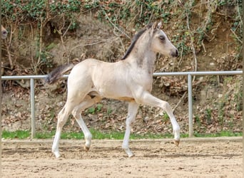 Pony tedesco, Stallone, Puledri
 (03/2024), Falbo
