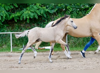 Pony tedesco, Stallone, Puledri (03/2026), Falbo