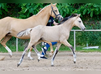 Pony tedesco, Stallone, Puledri (03/2026), Falbo