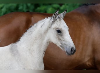 Pony tedesco, Stallone, Puledri (05/2026), Falbo