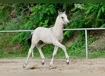 Pony tedesco, Stallone, Puledri (05/2026), Falbo