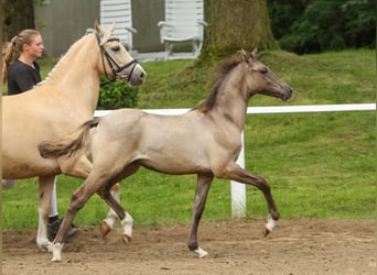 Pony tedesco, Stallone, Puledri
 (01/2024), Falbo