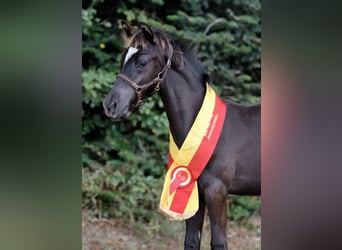 Pony tedesco, Stallone, Puledri (01/2026), Morello