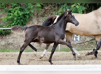 Pony tedesco, Stallone, Puledri (01/2026), Morello