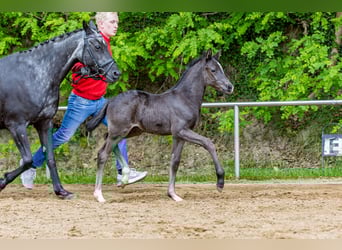 Pony tedesco, Stallone, , Morello