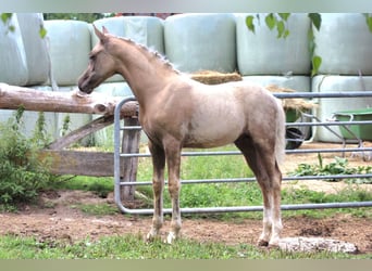 Pony tedesco, Stallone, Puledri (04/2026), Palomino