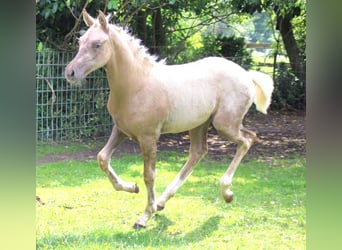 Pony tedesco, Stallone, Puledri (04/2026), Palomino