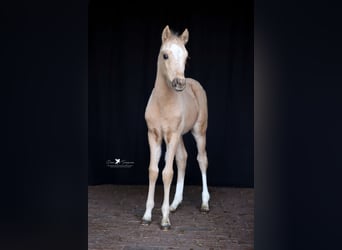Pony tedesco, Stallone, , Palomino