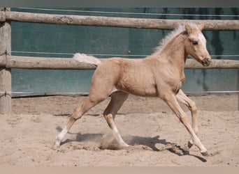Pony tedesco, Stallone, , Palomino