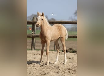 Pony tedesco, Stallone, , Palomino