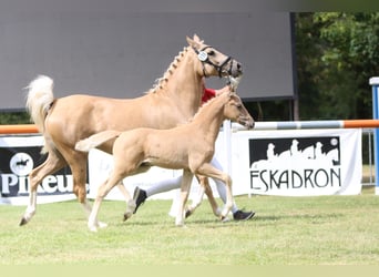 Pony tedesco, Stallone, Puledri (05/2026), Palomino