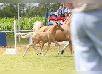 Pony tedesco, Stallone, Puledri (05/2026), Palomino