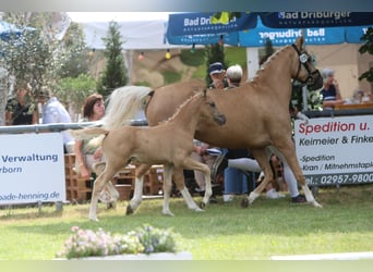 Pony tedesco, Stallone, Puledri (05/2026), Palomino