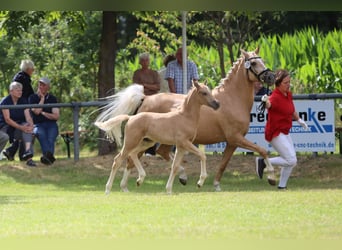 Pony tedesco, Stallone, Puledri (05/2026), Palomino