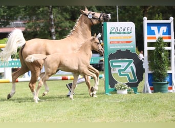 Pony tedesco, Stallone, Puledri (05/2026), Palomino