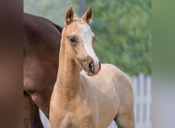 Pony tedesco, Stallone, Puledri (04/2026), Palomino