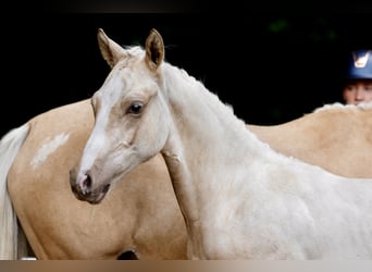 Pony tedesco, Stallone, Puledri (03/2026), Palomino