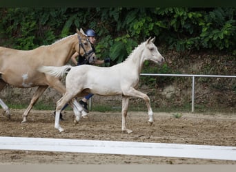 Pony tedesco, Stallone, Puledri (03/2026), Palomino