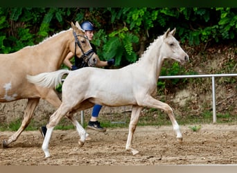 Pony tedesco, Stallone, Puledri (03/2026), Palomino