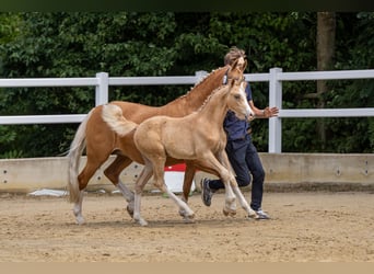 Pony tedesco, Stallone, Puledri (04/2026), Palomino