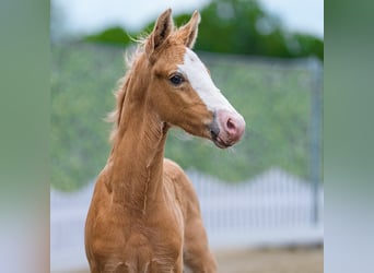 Pony tedesco, Stallone, Puledri (04/2026), Palomino