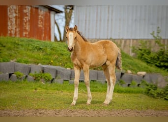 Pony tedesco, Stallone, Puledri (03/2026), Pelle di daino