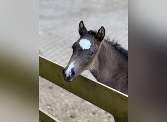 Pony tedesco, Stallone, , Pelle di daino