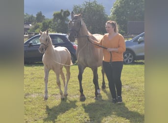 Pony tedesco, Stallone, Puledri
 (04/2024), Pelle di daino