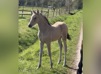 Pony tedesco, Stallone, Puledri (01/2026), Pelle di daino