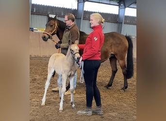 Pony tedesco, Stallone, Puledri (01/2026), Pelle di daino