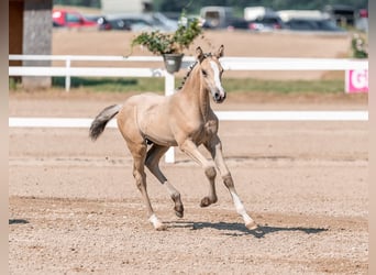 Pony tedesco, Stallone, , Pelle di daino