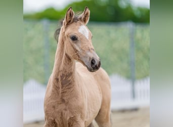 Pony tedesco, Stallone, Puledri (04/2026), Pelle di daino